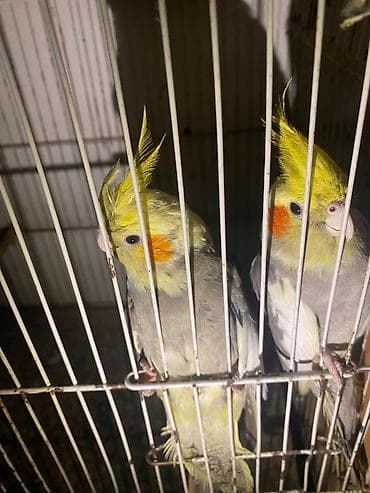 Попугаи: Nimfa (Cockatiel) cütü – boz-sarı rəng çalarını daşıyan, yanaqlarında — 3