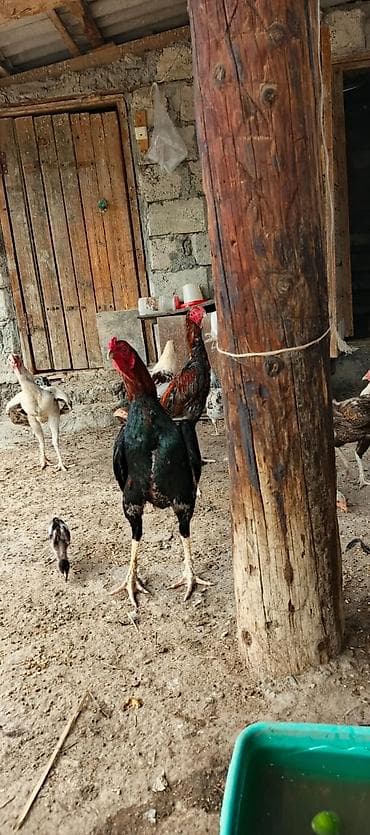 kənd xoruzu: 12 ayina kecib tam saglam aktib becedi .temiz qan temiz cins qapisine — 3