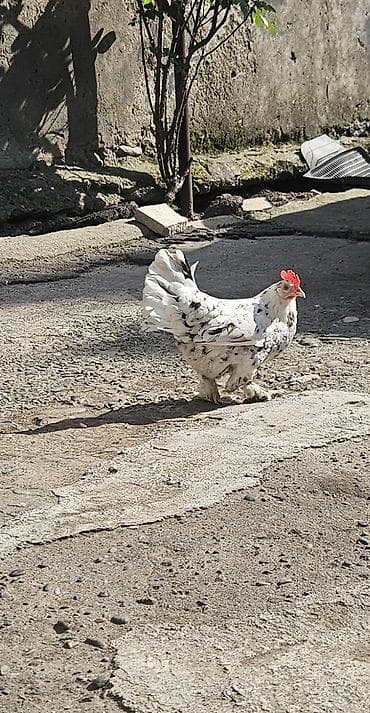 brama toyuqları: Yaponka satılır fərə ildə iki dəfə kürt yatır — 3
