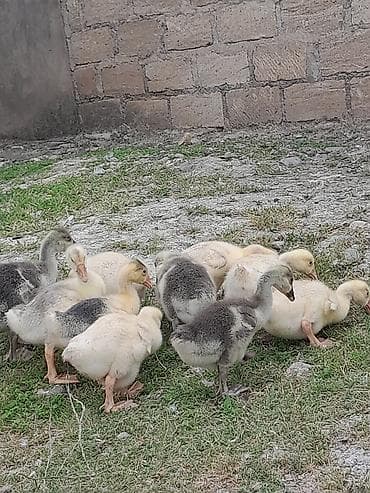 papuqay type 1: Salam aleykum tam sağlam linda və quban qaz balaları çıxdı satışa — 2