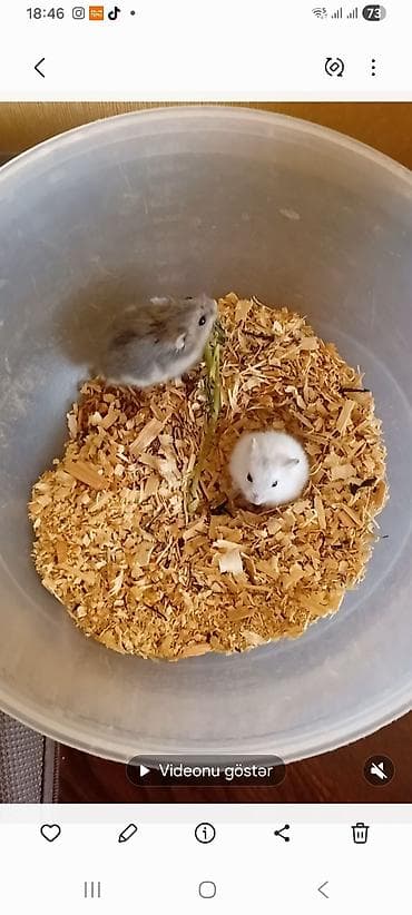 heyvalar: Cunqarik balasi 5m — 2