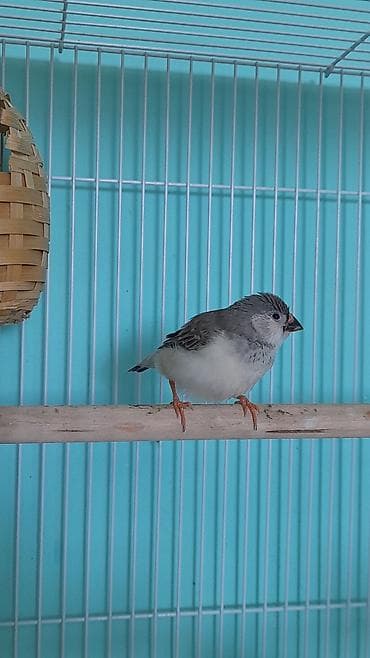 amadin qusu: Amadinlər 3 ü = cəmi 45 azn . 1 erkək 2 dişi . Tam sağlam — 5