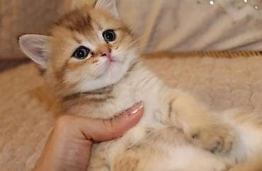 pişik sekilleri: Qızıl şinşilla, Dişi, Yaxşı əllərə, Ünvandan götürmə — 1