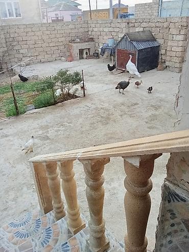 Heyvanlar: Satış: ördəklər - Növlər: müxtəlif cinslər (ağ Pekin tipli, rəngli — 8