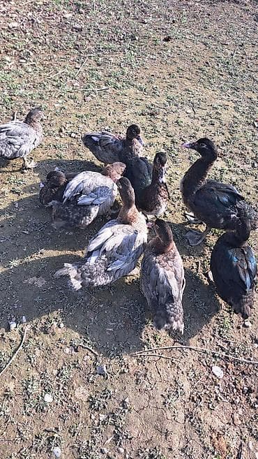 qaz ve ordek satisi: Erkək, | Macar, Damazlıq, Pulsuz çatdırılma — 4