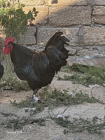 quş: AVSTRALOP 8 AYLIG TAM SAGLAM. ORİGİNAL AVSTRALOPQara xoruz – iri — 2