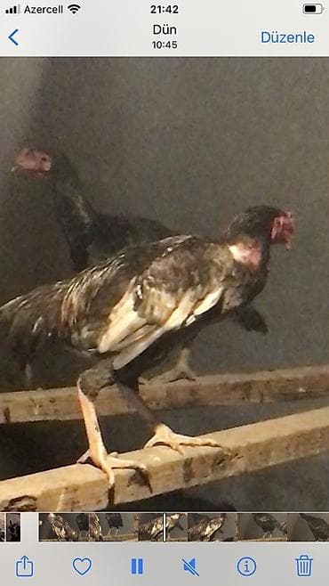 tap az hinduşka: Aseel tipli döyüş xoruzu - Cins: Aseel (uzun bədənli, qalın boyunlu — 3