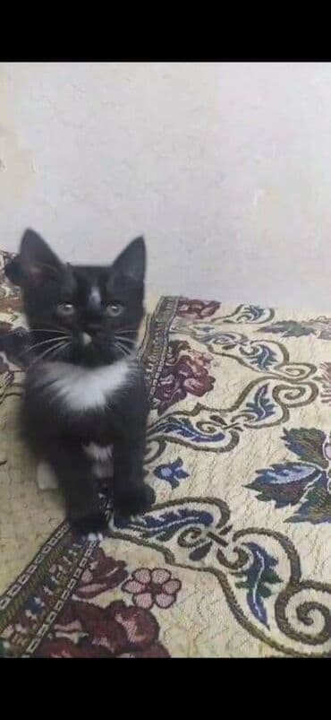 qara pişik: Erkək, Yaxşı əllərə — 1