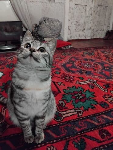 Tabbi, Dişi, Yaxşı əllərə, Ünvandan götürmə