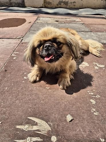 it sekilleri: Pekines — 1