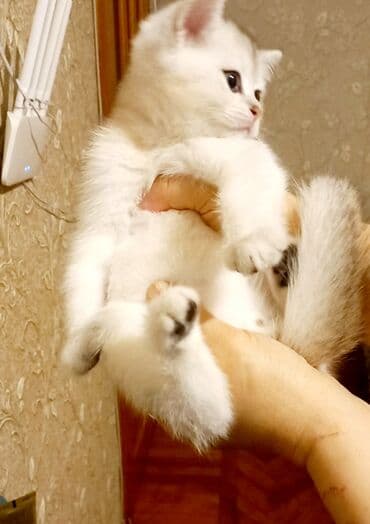 британские котята купить: Шотландская, Самец, Самка, Самовывоз — 2