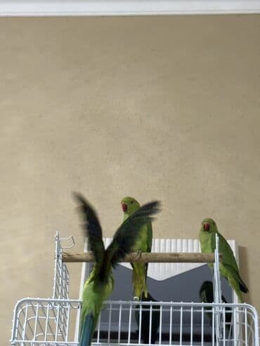 попугай ара цена: Ajarella Pakistan Pəncabdan gəlib bir başa — 9