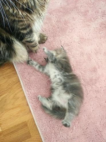 pişik geyimleri: Yaxşı əllərə — 2