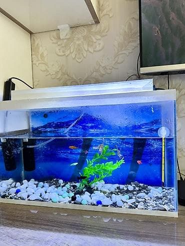 akvaryum satış: 12 cure baliq var icinde.herbirwey var Akvaryuma aid.dest olaraq — 1