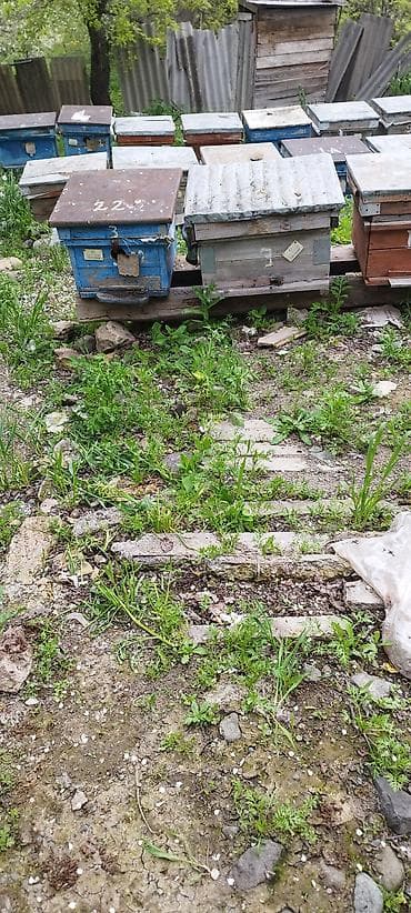 paket arı satışı: Arıçılıq üçün pətək və inventar dəsti 13 yeşik arıdı maraqlanmaq — 2
