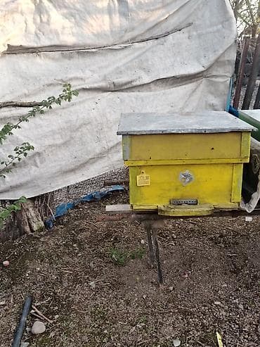 tagiyev qesebesi inek buzov: Ünvan Yevlax. Mavi sari yeşiklər 12 ramkaliqdir 10 Ədədir biri 55 — 3