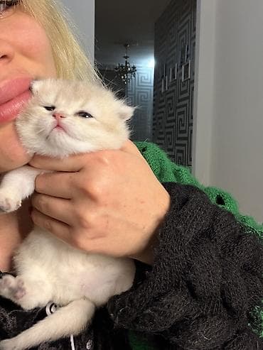 baki heyvan satisi: Britan, Dişi — 7