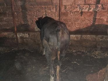 holşteyn inək: Qiymet cutune aiddi Ikside super etdi qanli mallardi boyuk 165 kicik — 2