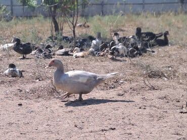 Ət: Salam lal ördəklər satılır . Tam çəkilərin almış yerli və cins 700 — 9