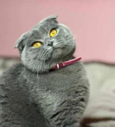 erkek pişik: Britan 40 günlūk şirin oynagan erkek bala — 3