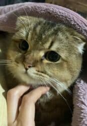 erkek pişik: Şotland, Erkək, Cütləşmə üçün, Ünvandan götürmə — 1