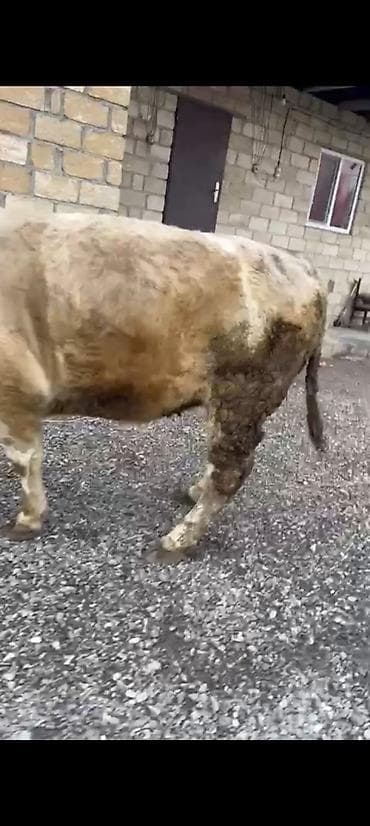 Yemlər: Salam aleykum əziz dosdlar bele bir gözel dogmamiş dügemiz çıxdı — 4