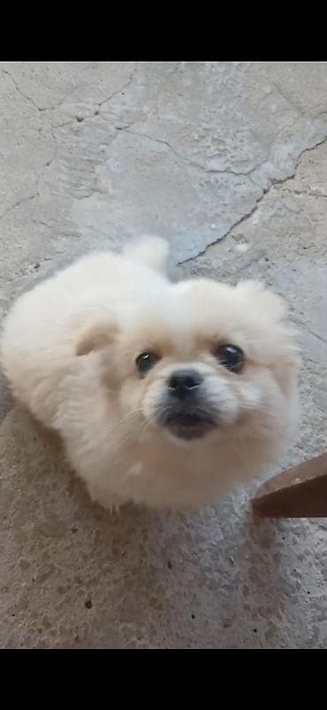 Pekines, 3 ay, Erkek