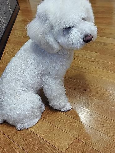 itlərin cütləşdirilməsi: Bişon Frize, 6 ay, Erkek — 7