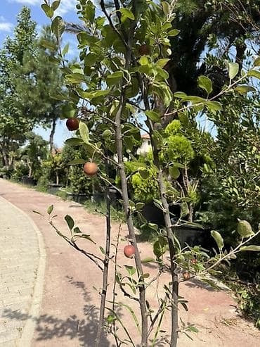 hilba bitkisi nedir: BAĞBAN ART 🌱 Otaq, bağ və landşaft üçün dekorativ və meyvə — 2