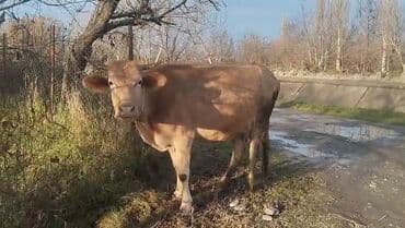 Gəmiricilər: 4 ci qarın 5 aylıq bogazdı alı azrda sağlır bir öne teze doğda 10 — 1