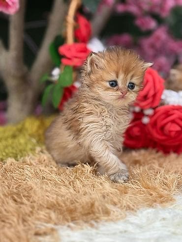 it adlari disi: Cins pişik balası – uzun tüklü, qızılı-şabalıdı rəng palitrası, yumşaq — 4