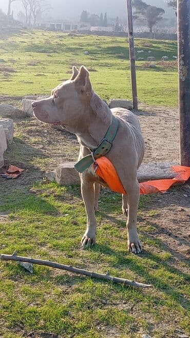 доберман цена в баку: Питбуль, 1 год, Самка, С прививками, Самовывоз — 6