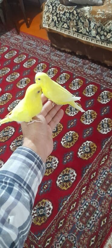 1 aylıg qırmızı göz ələ öyrəşmiş quşdu
sumqayit