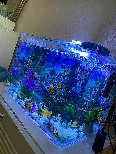 Hazır akvarium.25-30
