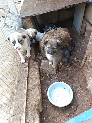 Məhsul: dik qulaq zvanok balalri Balaca köpək balaları (qarışıq cins)