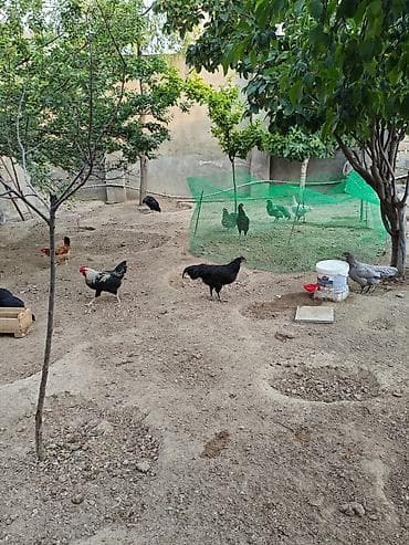 quş yarım tip: 6 ayliq xoruz dur 3 klo.yarim eti.var unvan Bileceri — 2
