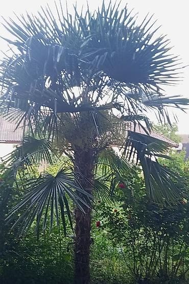 qoz ləpəsi qiyməti: Xurma xurması (Trachycarpus fortunei) – hündür dekorativ palma ağacı — 1