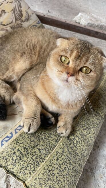 anqora pişik: Şotland yastı qulaq, Dişi, Yaxşı əllərə — 2