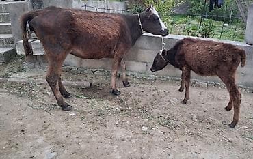 Dişi, il: 1, 100 kq, Südlük, Ünvandan götürmə, Ödənişli çatdırılma