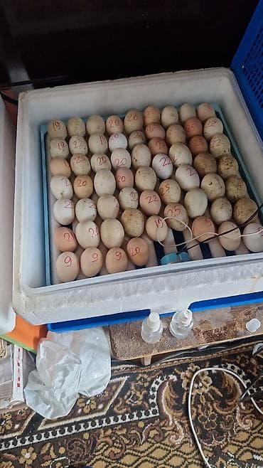 sumqayit daye: Ördək yumurtası inkubasiyası xidməti - Yumurtaların peşəkar — 9