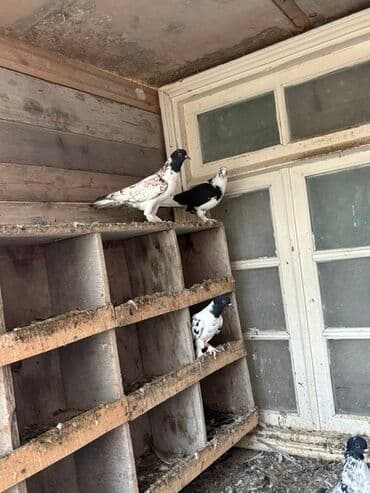 qaz və ordək: Məhsul: Qüvvəli uçuş xüsusiyyətlərinə malik ev göyərçinləri (bir neçə — 3