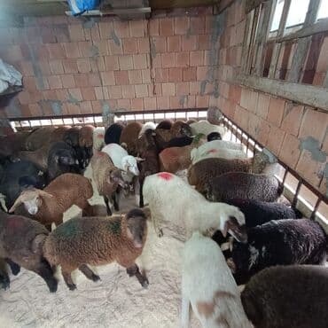 Superin superi quzularımiz gəlib kom 235 den deyirik danışmaq olar