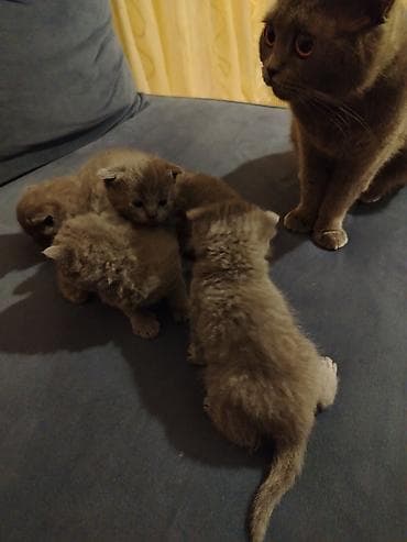 pisik şotland: Yaxşı əllərə — 1