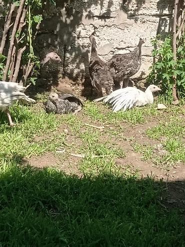 pişik satilir: Salam 8-eded 2-ay 10günlük hinduwqa balaları satılır.tam sağlam akdif — 3