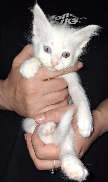 pişik satisi 2019: Ağ rəngli balaca pişik balası - Tam ağ, yumşaq tüklü balaca pişik - — 3