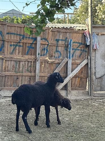 bakida it satisi: Quzu, Erkək, ay: 8, 34 kq, Ətlik, Ünvandan götürmə — 2