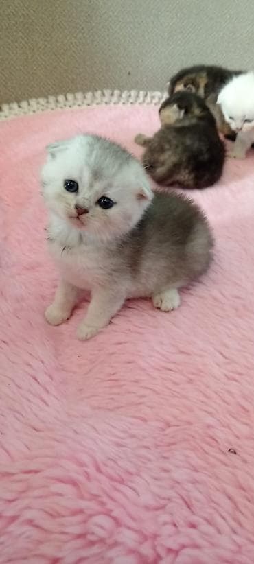 Кошки: Шотладская вислоухая — 7