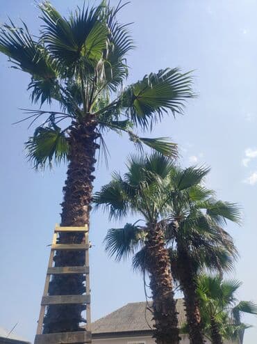drasena bitkisi: Palma palma palma satışı Vaşinqton palmalari bütün razmerler ən ucuz — 2