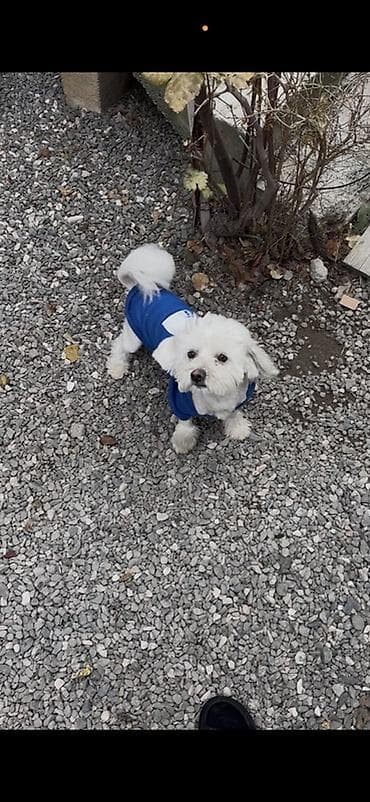 bocek satışı: Pudlle cinsinsde it satilir — 1