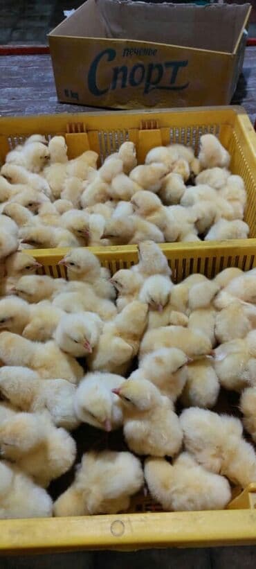 Toyuq cücələri, Ətlik, Pulsuz çatdırılma, Ödənişli çatdırılma, Rayonlara çatdırılma